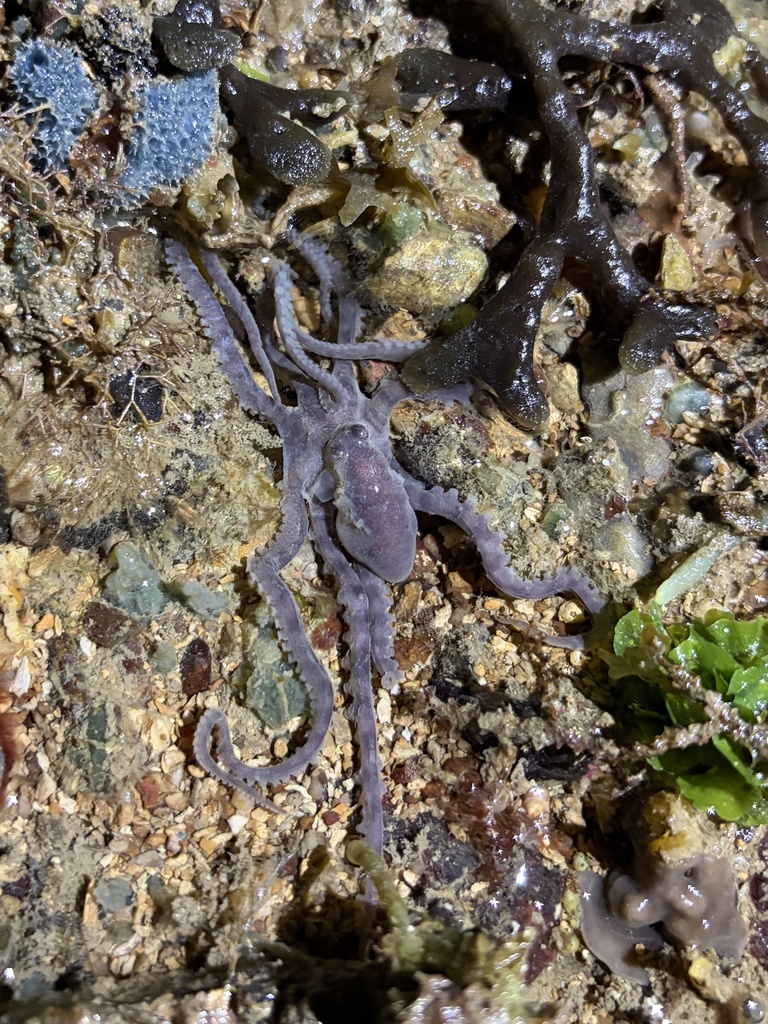 Banded Stringarm Octopus from Middle Arm, Channel Island, AU on May 17 ...
