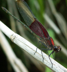 Hetaerina americana