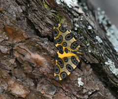 Pantherodes pardalaria