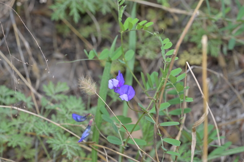 Vicia bungei, 2026-05-16