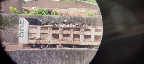 Hooded Vulture