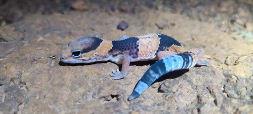 West African Fat-tailed Gecko