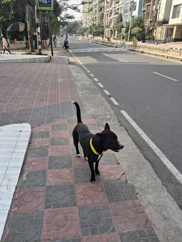 Domestic Dog