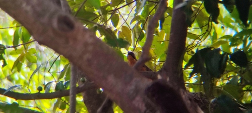 White-crowned Robin-Chat