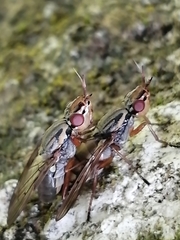Dorycera