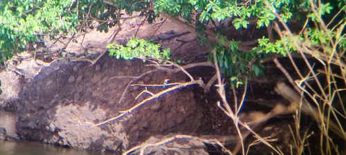 Gray-headed Kingfisher