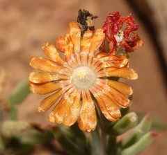 Delosperma multiflorum