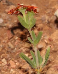 Delosperma multiflorum