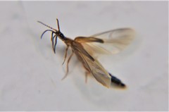 Telegeusidae