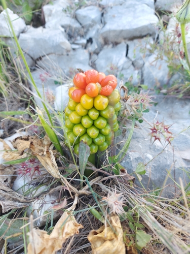 Autumn Arum