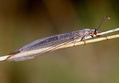 Distoleon bistrigatus