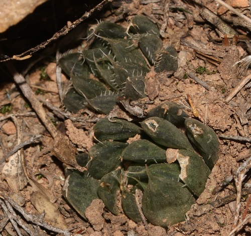 Haworthia decipiens