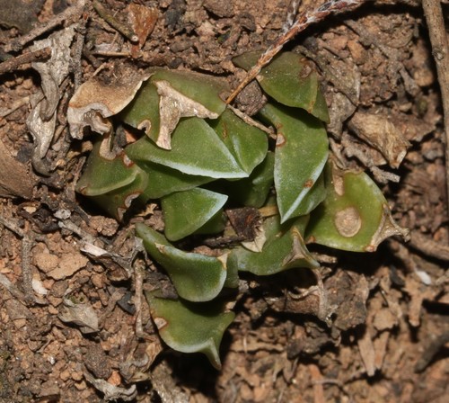 Image of Haworthia zantneriana by (c) Brian du Preez, some rights reserved (CC BY-SA)