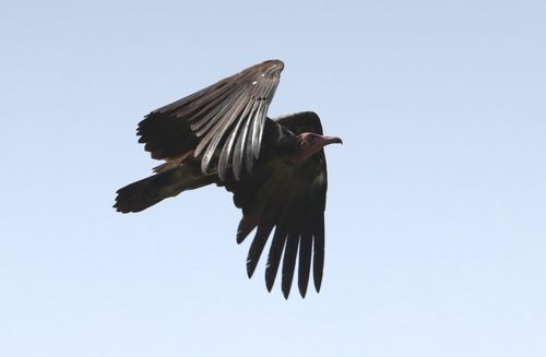 Hooded Vulture