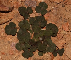Oxalis algoensis