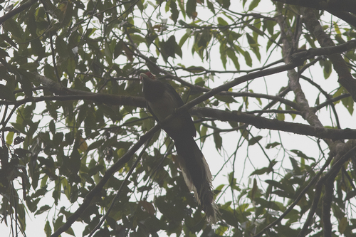 Red-faced Malkoha