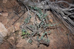Indigofera sessilifolia