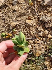 Veronica albicans