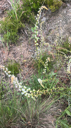 Sesamoides purpurascens, photograph 3