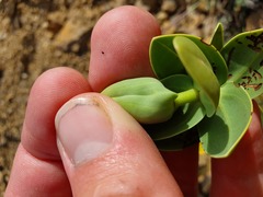 Veronica albicans