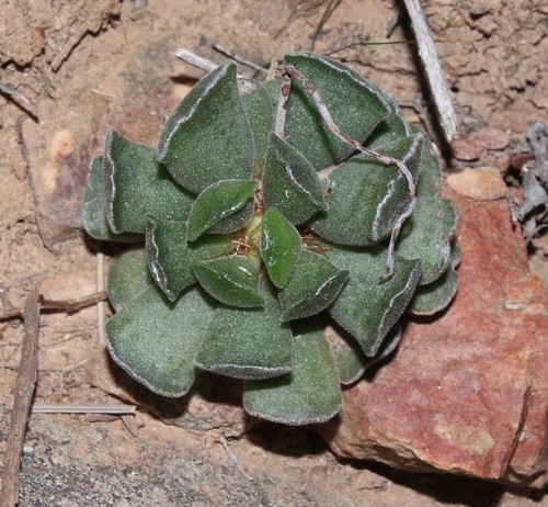 Adromischus zeyheri