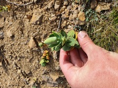 Veronica albicans