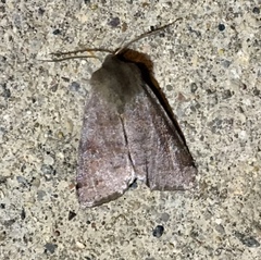 Orthosia hibisci