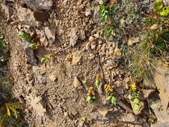 Veronica albicans