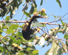 Tamiops mcclellandii