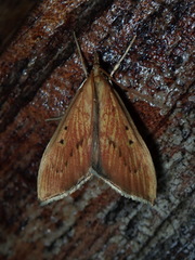 Anarmodia