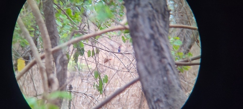 African Pygmy Kingfisher