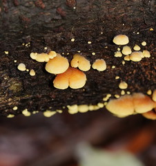 Crepidotus stromaticus