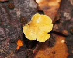 Crepidotus stromaticus