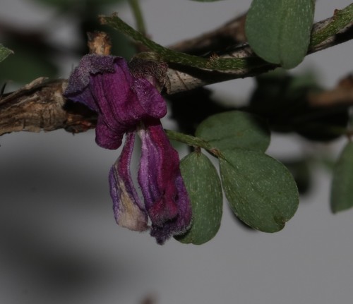 Image of Indigofera denudata by (c) Brian du Preez, some rights reserved (CC BY-SA)