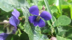 Viola