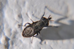 Stictomyia longicornis