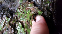 Marchantia polymorpha montivagans