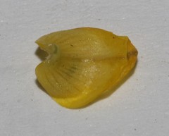 Aspalathus subtingens