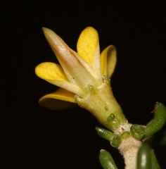 Aspalathus subtingens