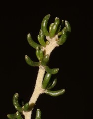 Aspalathus subtingens