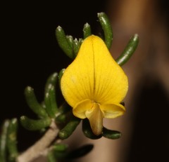 Aspalathus subtingens