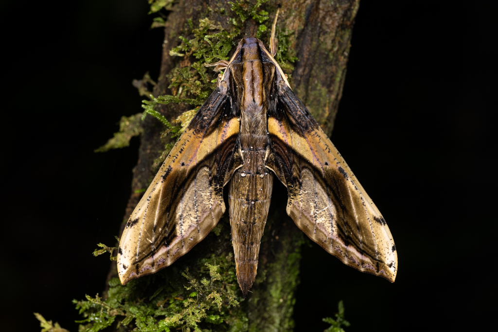 Brown and Yellow Sphinx