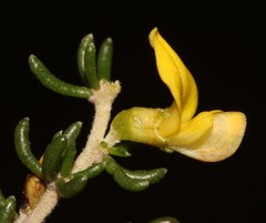 Aspalathus subtingens