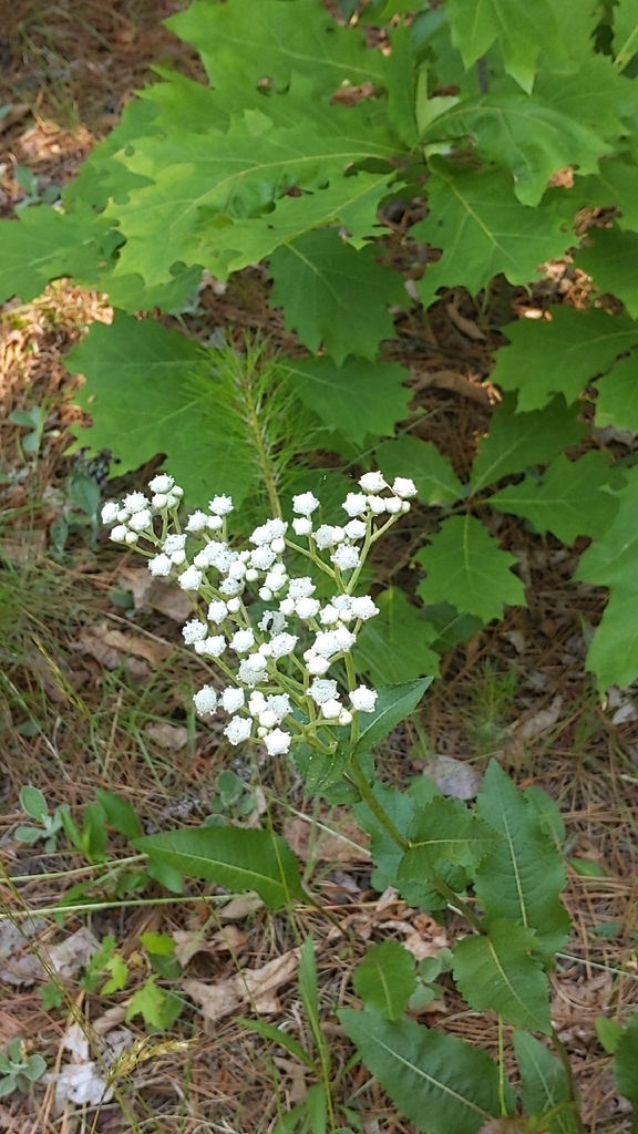 Parthenium integrifolium, Tryon Manor Dr at Tryon Springs Rd, Cary, NC 27518, USA