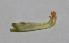 Aspalathus subtingens