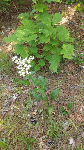 Parthenium integrifolium