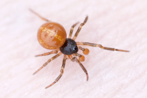 The Definitive List of UK Spiders