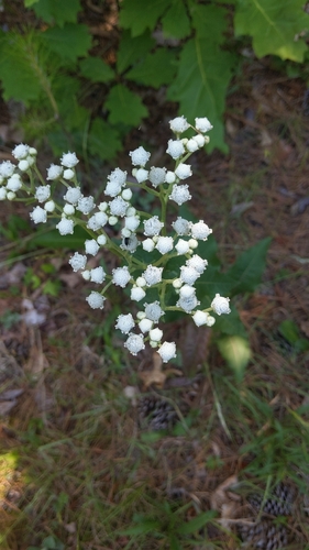 Parthenium integrifolium