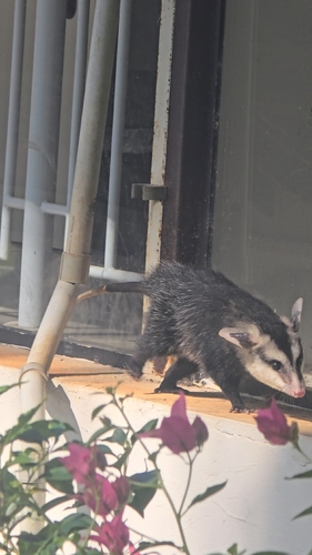 White-eared Opossum