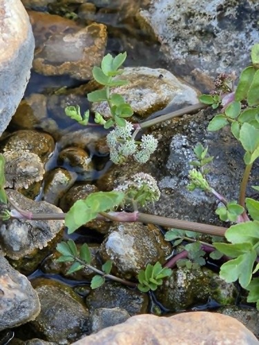 Fool's Watercress